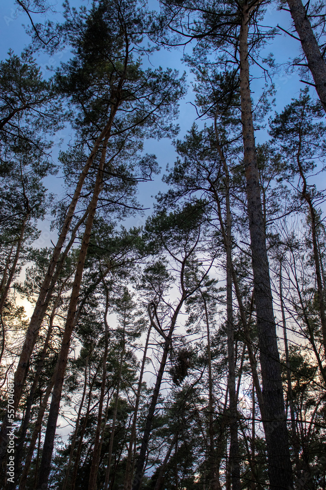 forest in the morning forest in the morning