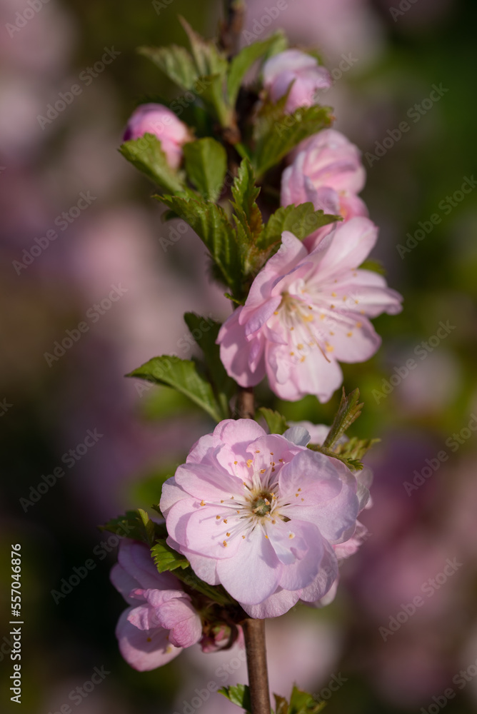 Pink flowers bloom on a branch in spring. The ornamental cherry has opened its petals. Pink flowers bloom on a branch in spring. The ornamental cherry has opened its petals.