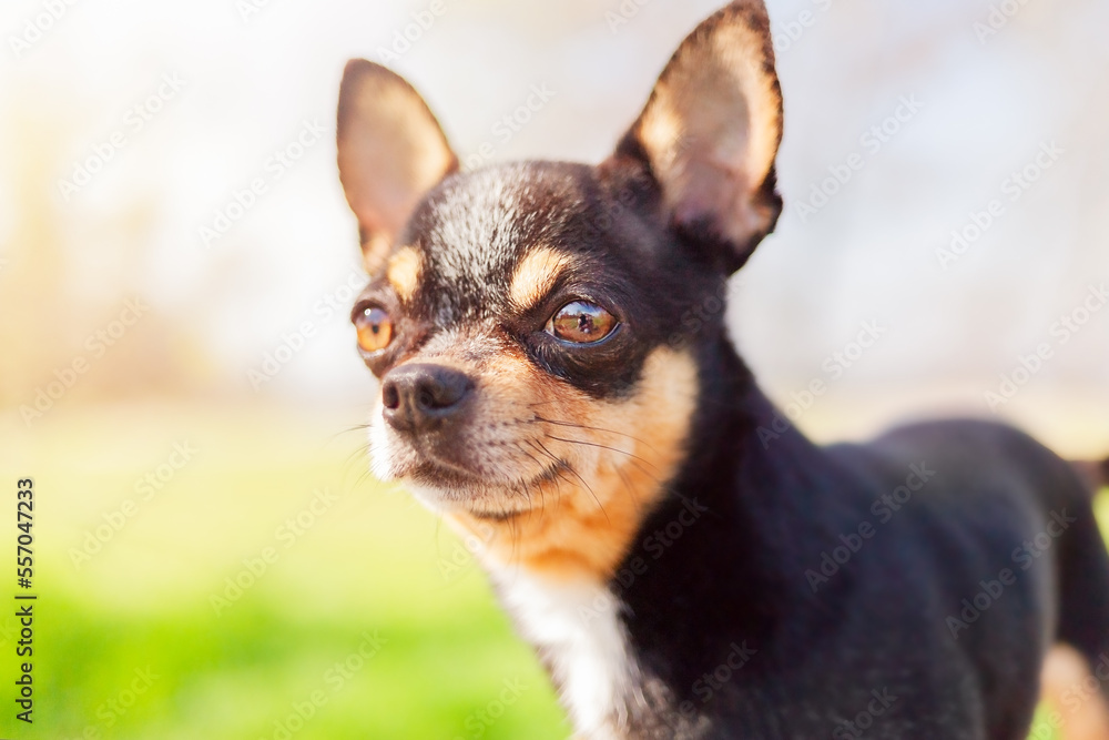 A black, brown and white chihuahua dog stands on a nature background. A pet on a walk.