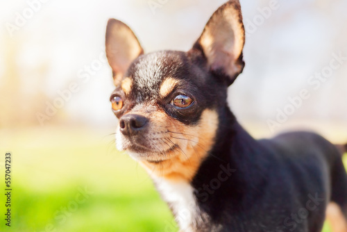 A black, brown and white chihuahua dog stands on a nature background. A pet on a walk. © Lesia
