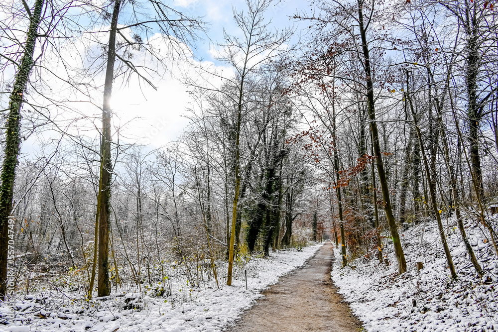 Münchenstein, Wald, Waldweg, Auwald, Laubbäume, Birs, Birstal, Baselland, Winter, Winterlandschaft, Winterspaziergang, Eis, Schnee, Wanderweg, Schweiz Münchenstein, Wald, Waldweg, Auwald, Laubbäume, Birs, Birstal, Baselland, Winter, Winterlandschaft, Winterspaziergang, Eis, Schnee, Wanderweg, Schweiz