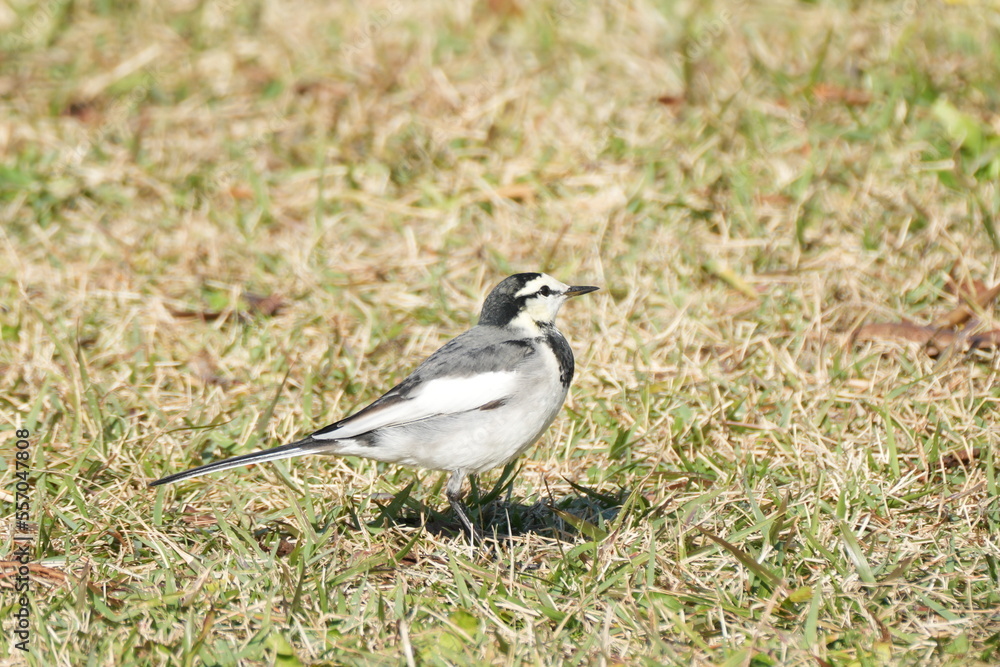 white wagtail in a grass field white wagtail in a grass field