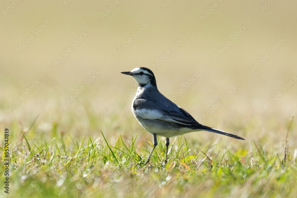 white wagtail in a grass field white wagtail in a grass field
