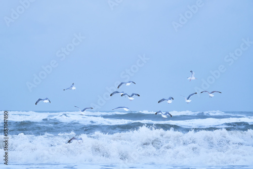 Flock of Seagulls flying over big waves on northern sea. High quality photo