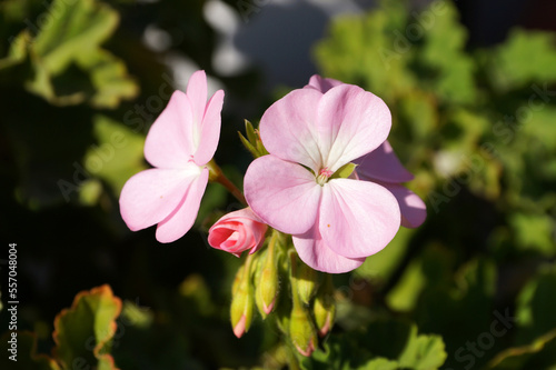 blooming pink geranium in sunlight close up