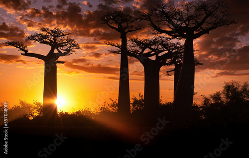 Silhouettes of baobabs in the rays of the setting sun