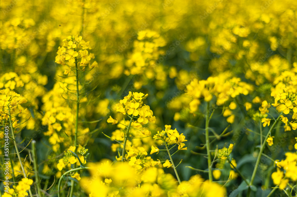 Flowering rapeseed with cloudy blue sky during springtime. Blooming canola fields, rape on the field in summer. Bright yellow rapeseed flowers