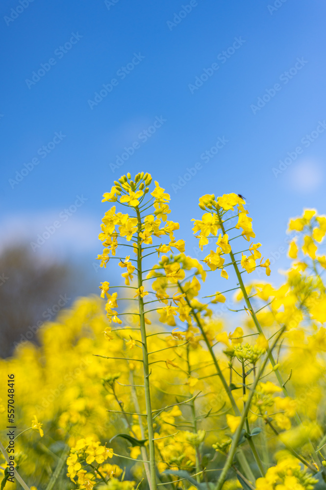 Flowering rapeseed with cloudy blue sky during springtime. Blooming canola fields, rape on the field in summer. Bright yellow rapeseed flowers Flowering rapeseed with cloudy blue sky during springtime. Blooming canola fields, rape on the field in summer. Bright yellow rapeseed flowers