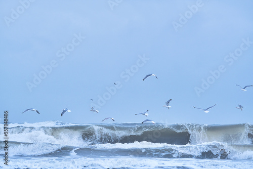 Seagulls flying over big waves on northern sea. High quality photo