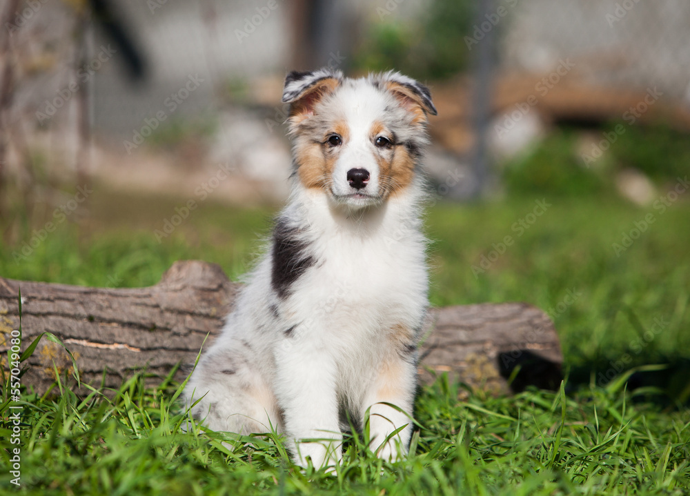 Funny Australian Shepherd puppies playing in the park