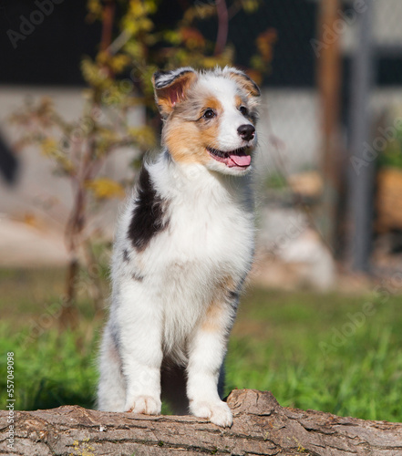 Funny Australian Shepherd puppies playing in the park