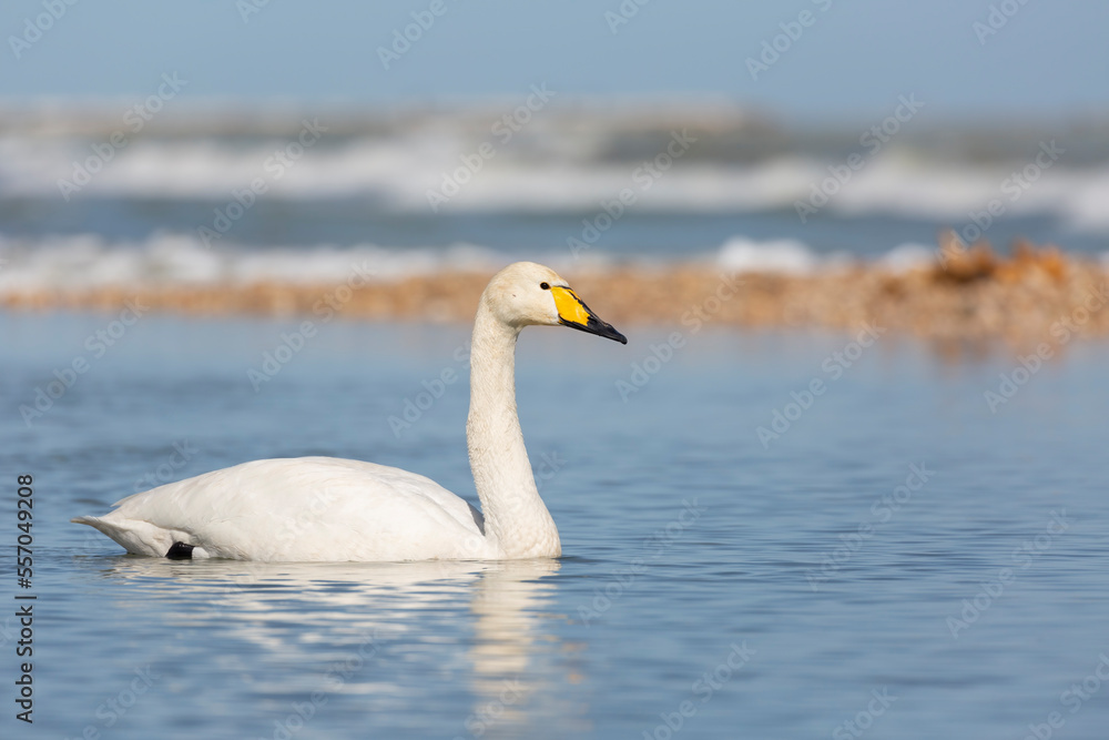 Elegant Whooper Swan (Cygnus cygnus) on the banks of a river Elegant Whooper Swan (Cygnus cygnus) on the banks of a river