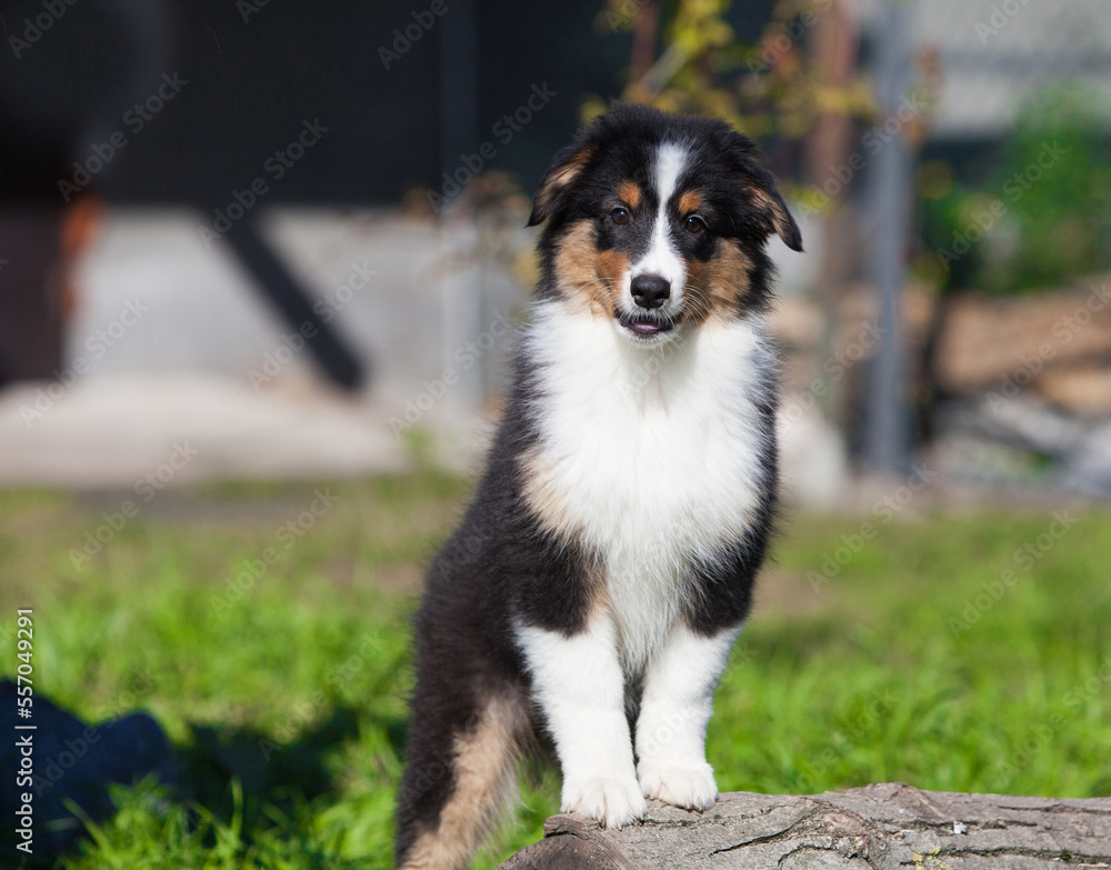 Funny Australian Shepherd puppies playing in the park