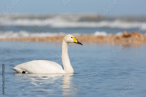 Elegant Whooper Swan  Cygnus cygnus  on the banks of a river