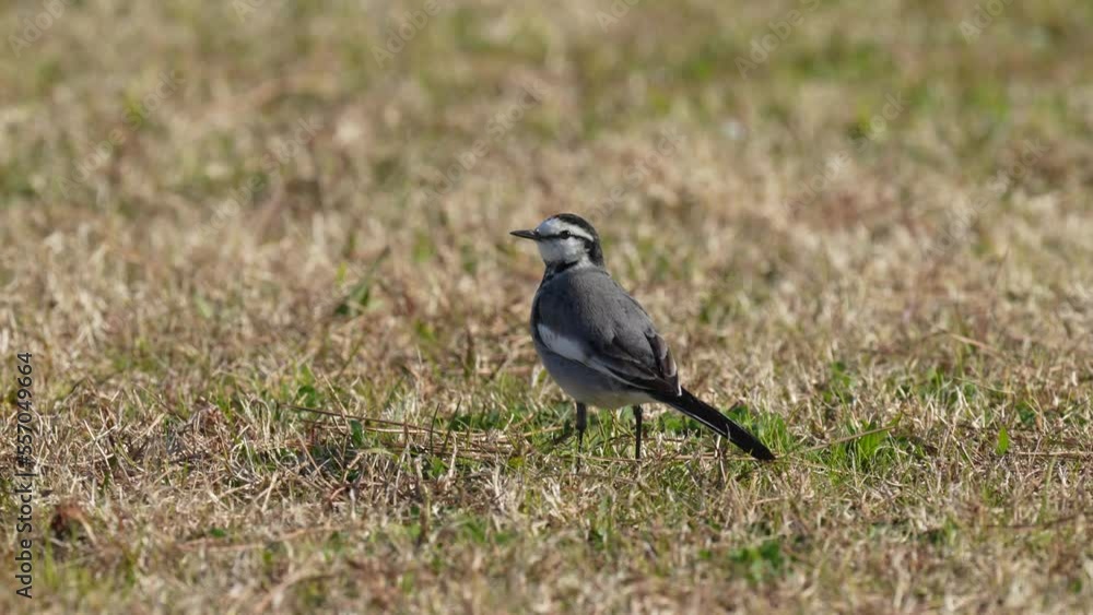 white wagtail in a field white wagtail in a field