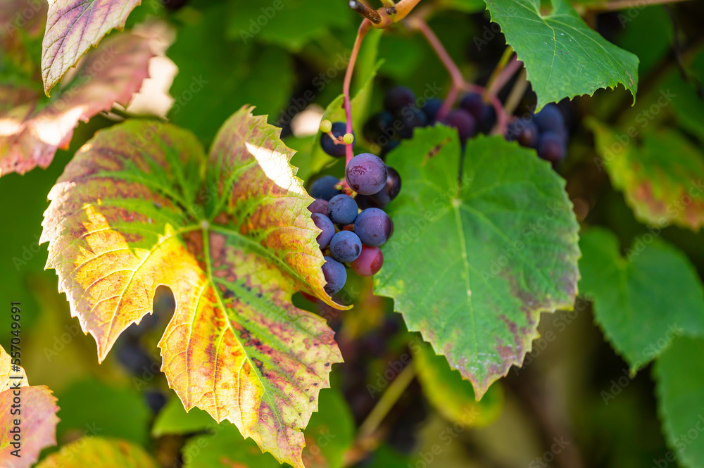 Close-up of grapes in the vineyard. Österbotten/Pohjanmaa, Finland. Close-up of grapes in the vineyard. Österbotten/Pohjanmaa, Finland.