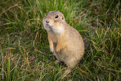 cute ground squirrel looking for food in the field