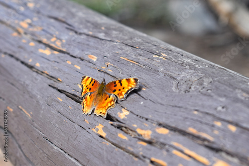 butterfly on wood