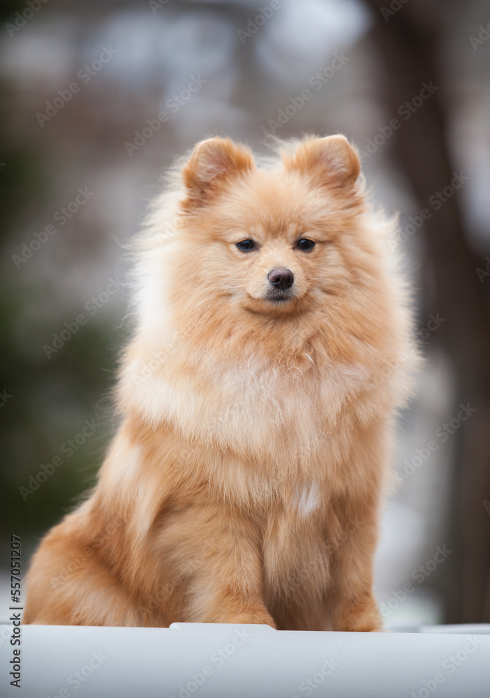 Little Pomeranian puppy on the street Little Pomeranian puppy on the street