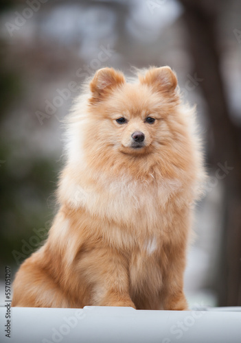Little Pomeranian puppy on the street © Ilona Didkovska