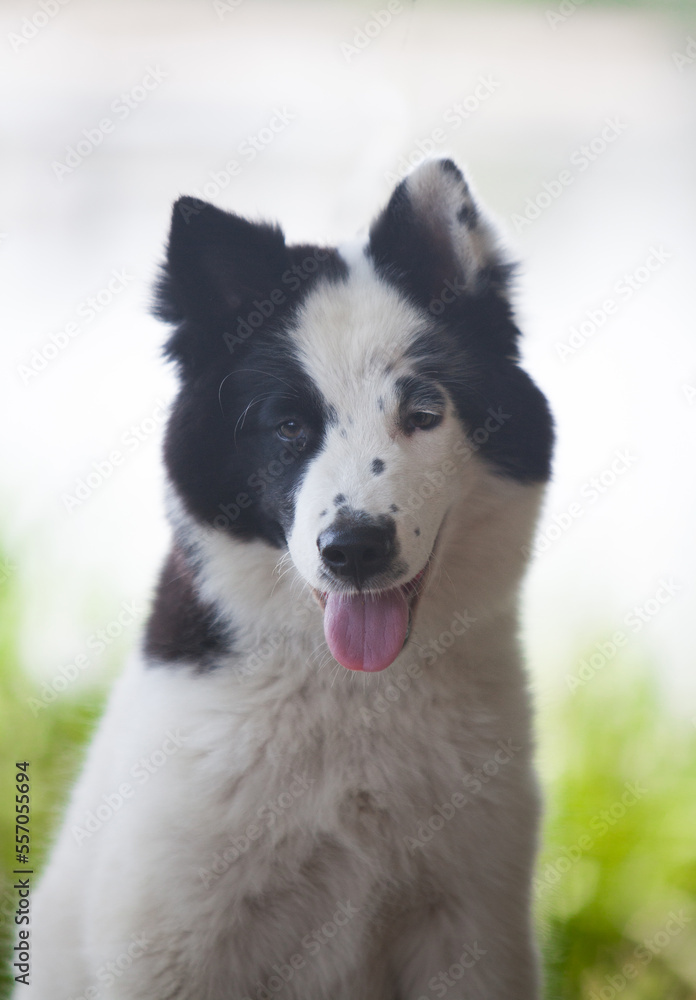 Black and white Yakutian Laika puppy in the park Black and white Yakutian Laika puppy in the park