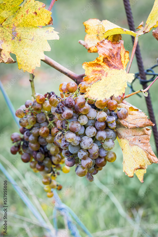 Mature grapes in the vineyard