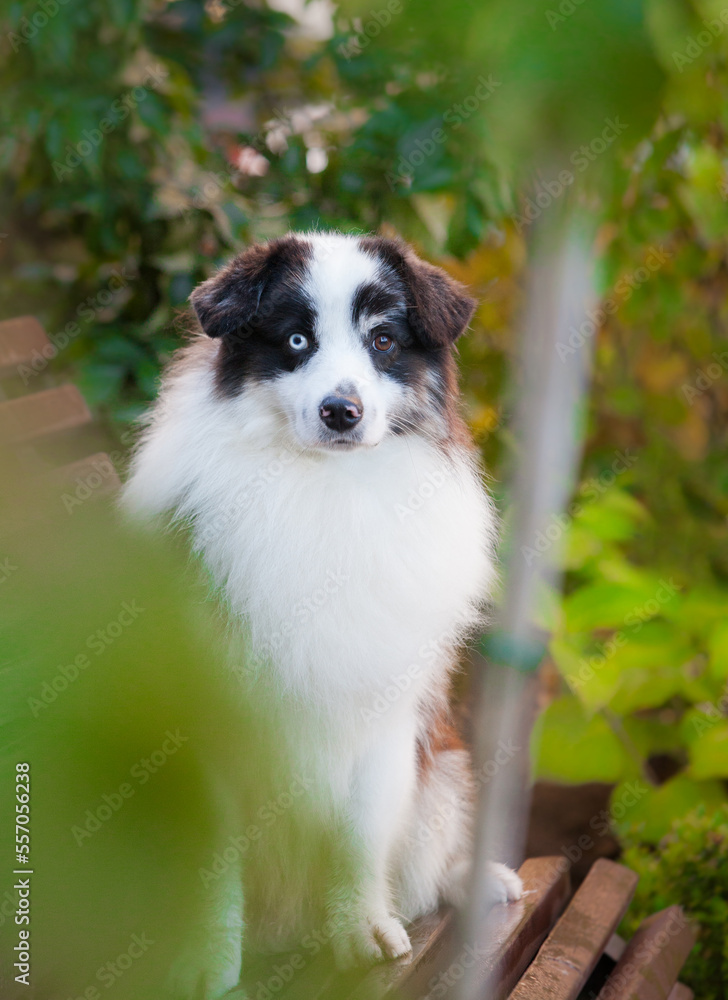 American Miniature Shepherd merle in the park American Miniature Shepherd merle in the park