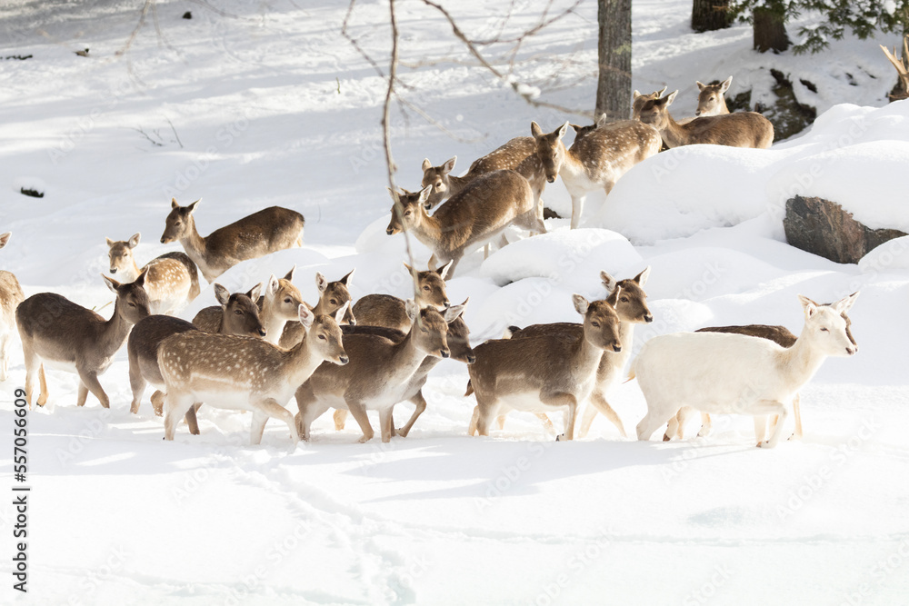 European fallow deer (Dama dama) in winter European fallow deer (Dama dama) in winter