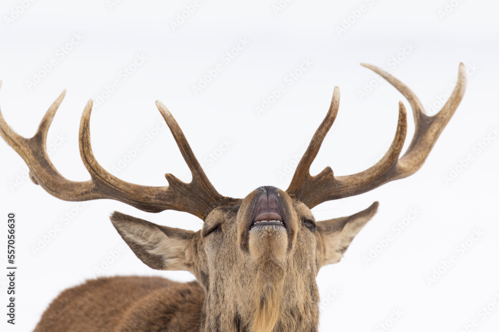 red deer (Cervus elaphus) in winter red deer (Cervus elaphus) in winter