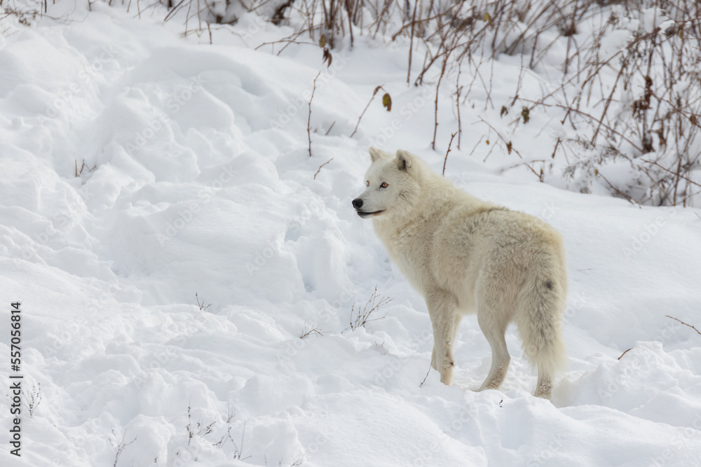 Obraz premium Arctic wolf (Canis lupus arctos) in winter 