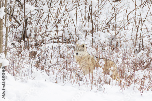 Arctic wolf (Canis lupus arctos) in winter 