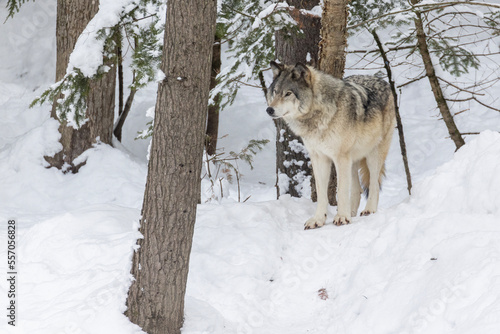 northwestern wolf (Canis lupus occidentalis) in winter © Mircea Costina