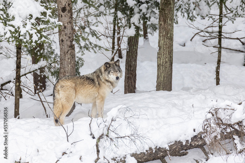 northwestern wolf  Canis lupus occidentalis  in winter