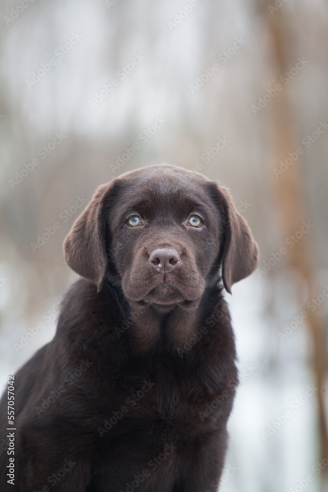 Labrador retriever puppies in the park Labrador retriever puppies in the park