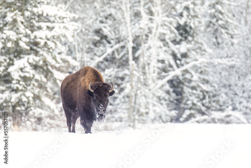  American bison (Bison bison) in harsh winter © Mircea Costina