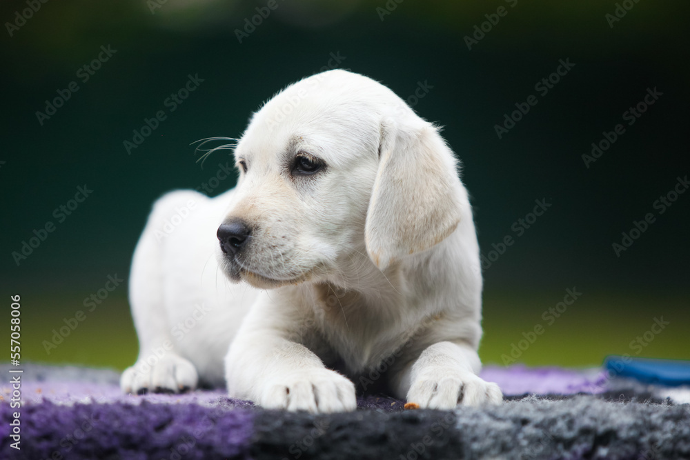 Labrador retriever puppies in the park Labrador retriever puppies in the park