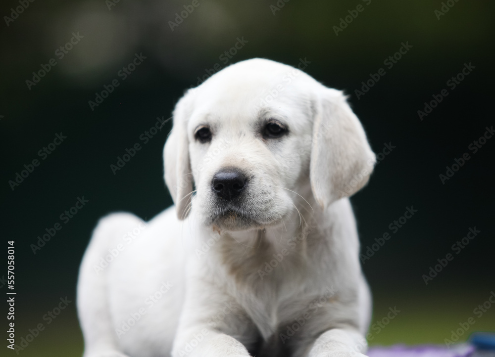 Labrador retriever puppies in the park