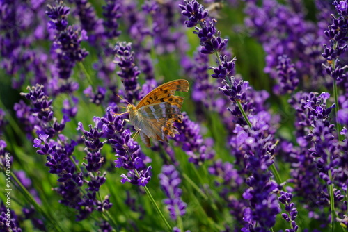 Butterfly in the lavender field © Zsuzsanna