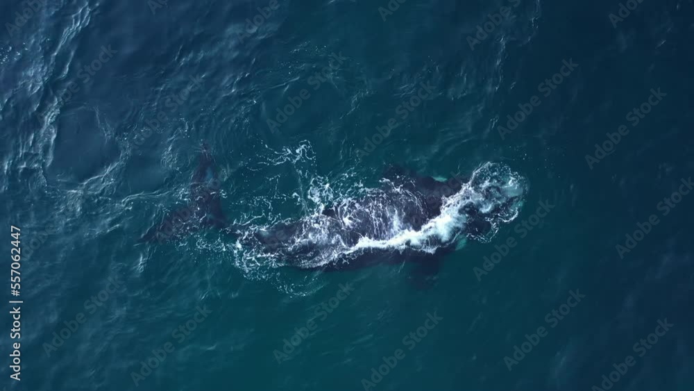 Graceful and powerful, a humpback whale swims through South Africa's waters in an aerial shot Graceful and powerful, a humpback whale swims through South Africa's waters in an aerial shot