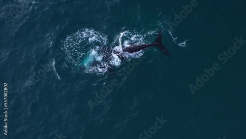 A humpback whale's elegant movements and beautiful skin patterns captured in an aerial shot off the coast of South Africa photo