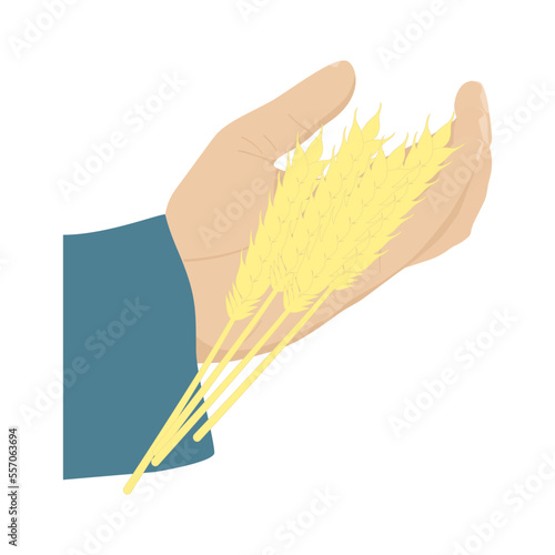 A farmer holds ears of wheat. Ripe grain in human hands. A man checks the harvest in the field. Harvest season on agricultural land. Vector illustration