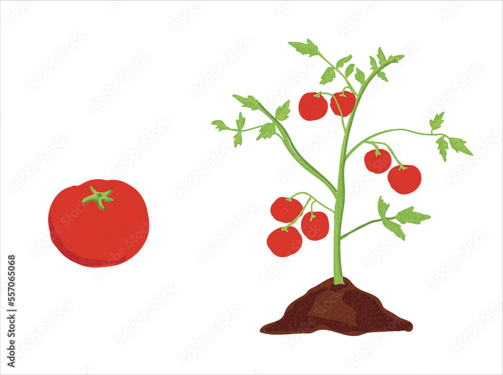 Growth stages of tomato plant. Tomato growing stages vector
