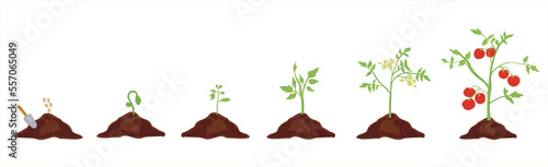 Growth stages of tomato plant. Tomato growing stages vector illustration