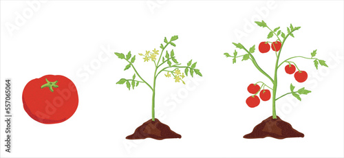 Growth stages of tomato plant. Tomato growing stages vector illustration