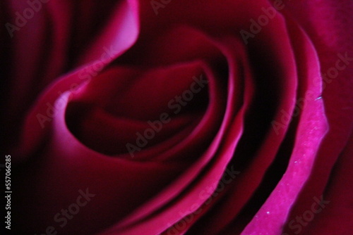 Macrophotography of a red rose