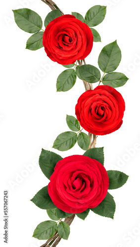 Bunch of Red Rose vine with leaf isolated on white background, Rose vine isolated on white With work path.