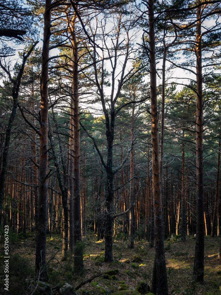 Obraz premium forest in autumn