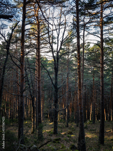 forest in autumn