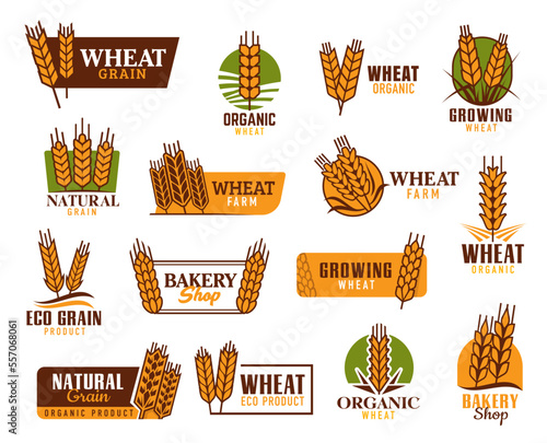 Cereal vector icons. Wheat, rice, oat, barley and millet ears. Organic food product, bakery shop and natural cereals farm vector symbols, emblems with wheat, rye or barley ears and spikelets