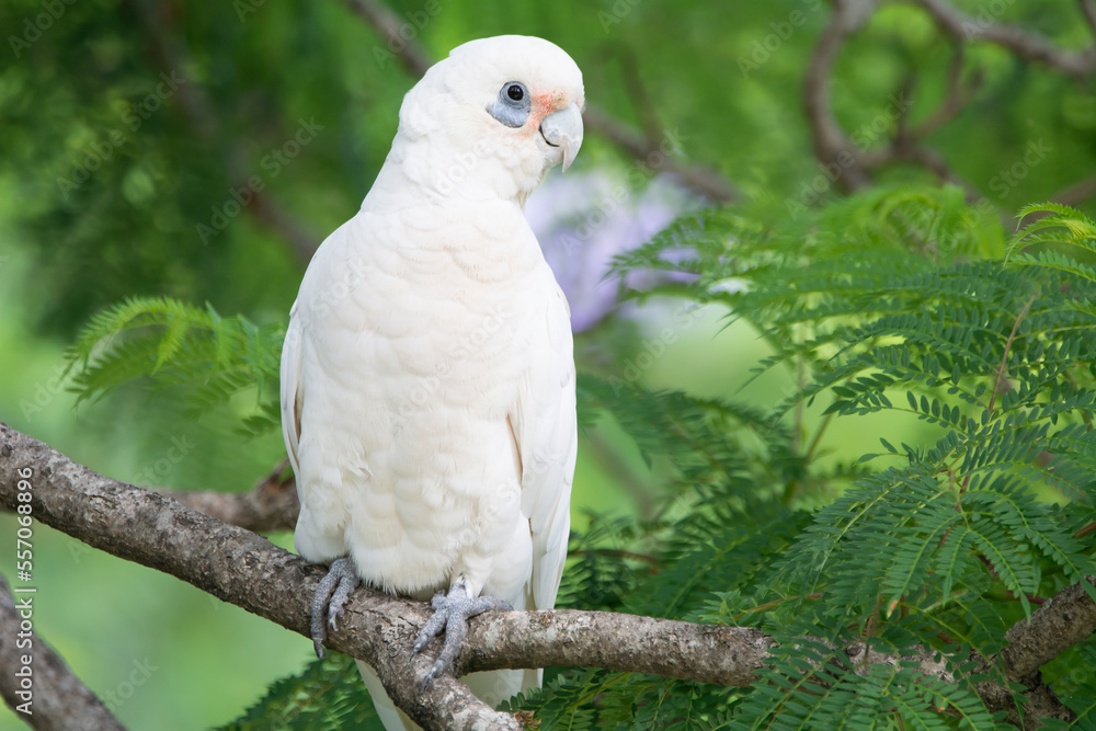 Little Corella